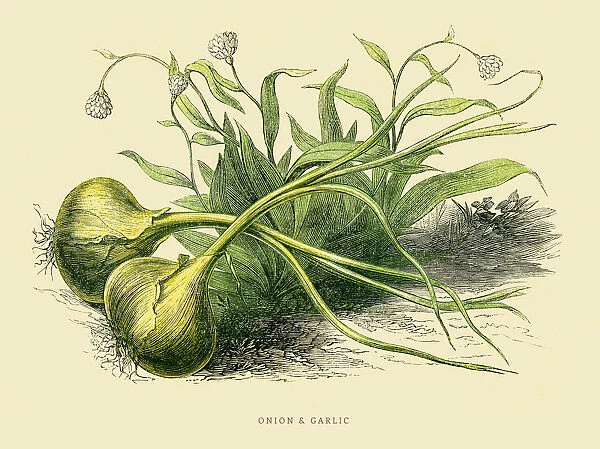 Onion and Garlic illustration 1851