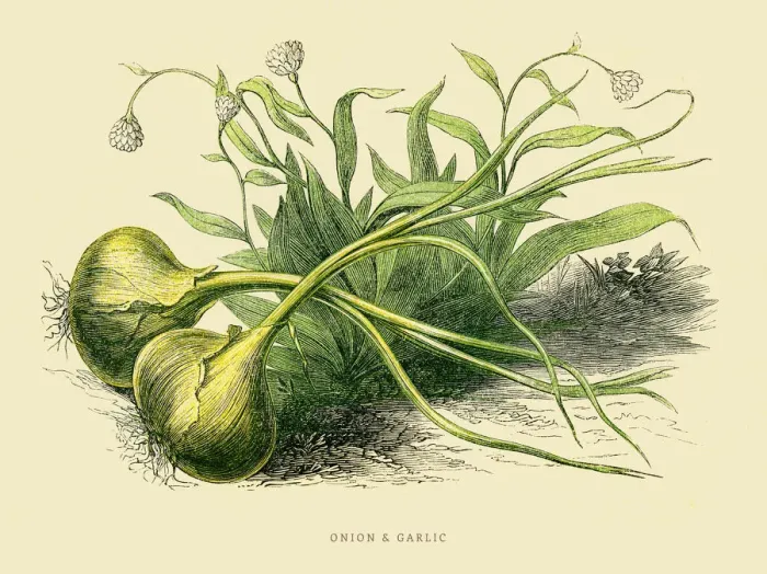 Framed Print : Onion and Garlic illustration 1851