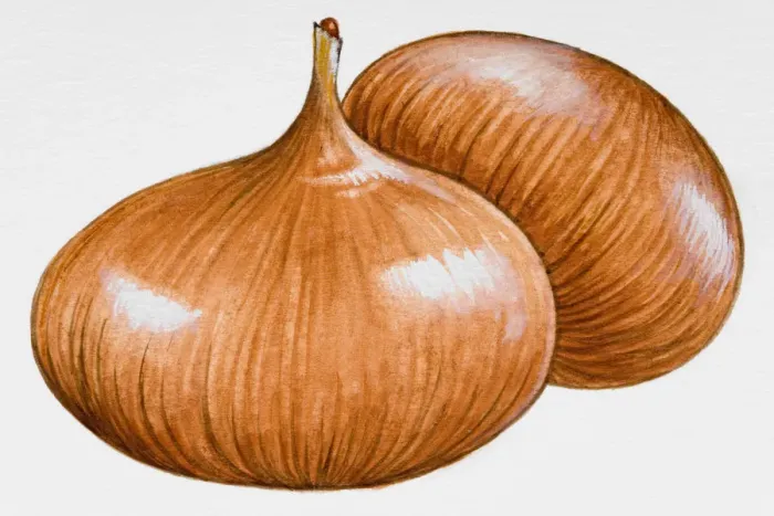 Framed Print : Two onions Framed Print : Two onions