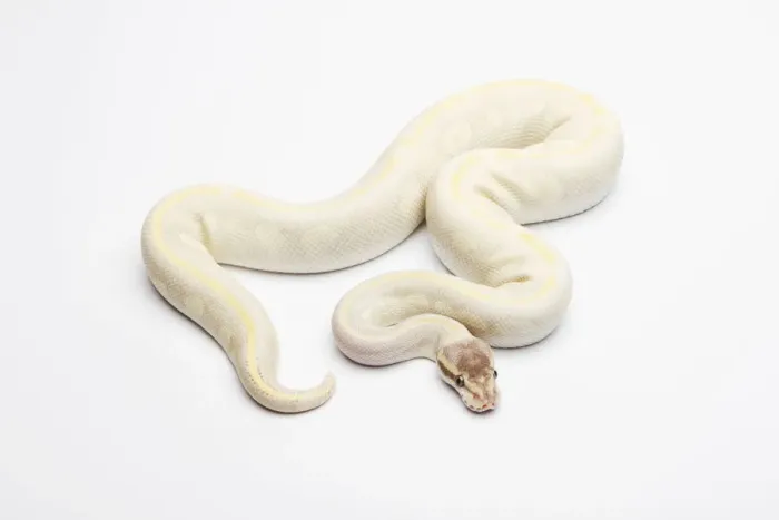 Framed Print : Opal Diamond Ball Python or Royal Python -Python regius-, male Framed Print : Opal Diamond Ball Python or Royal Python -Python regius-, male