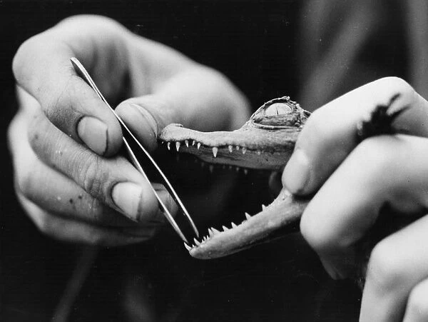 Open Wide. A young crocodile receiving some dental attention on its baby teeth