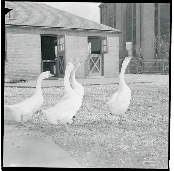 Framed Print : Opening Day of Farm-In-The-Zoo Framed Print : Opening Day of Farm-In-The-Zoo