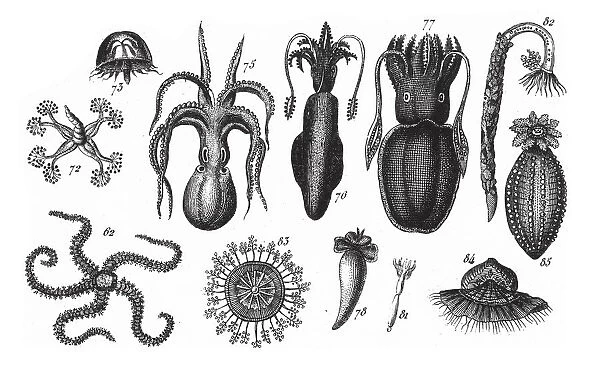 Ophiolepis Scolopendrina, Representatives of the Phyla Mollusca, Echindermata, Ctenophora