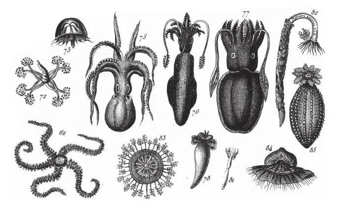 Framed Print : Ophiolepis Scolopendrina, Representatives of the Phyla Mollusca, Echindermata, Ctenophora Framed Print : Ophiolepis Scolopendrina, Representatives of the Phyla Mollusca, Echindermata, Ctenophora