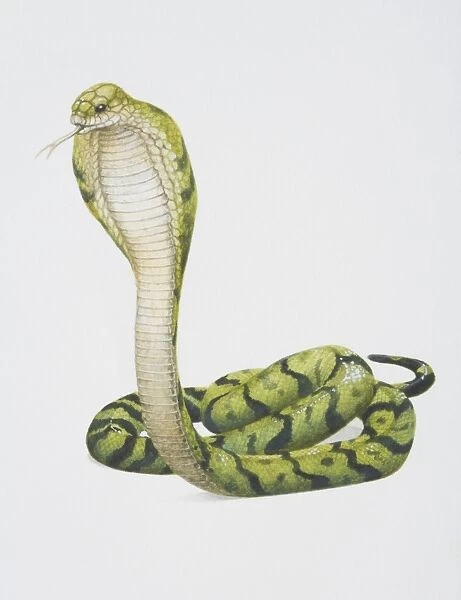 Ophiophagus hannah, King Cobra