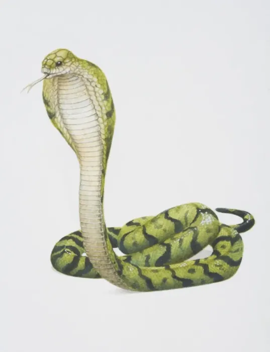 Framed Print : Ophiophagus hannah, King Cobra Framed Print : Ophiophagus hannah, King Cobra