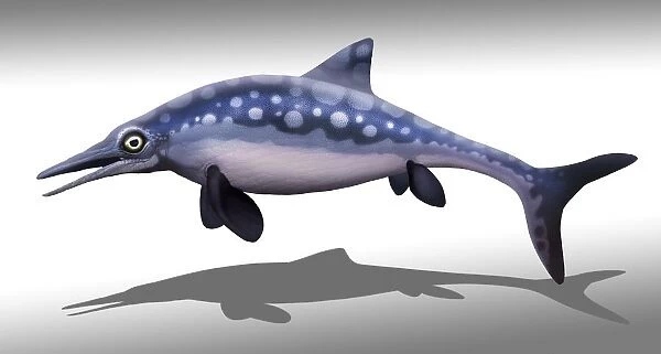 Ophthalmosaurus marine reptile, illustration
