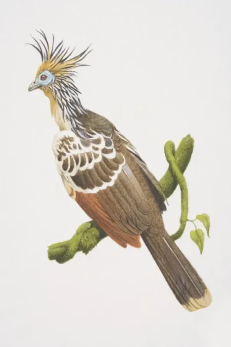 Framed Print : Opisthocomus hoatzin, Hoatzin perched on a tree branch, side view