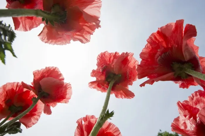 Framed Print : Opium poppies -Papaver somniferum-, blossoms