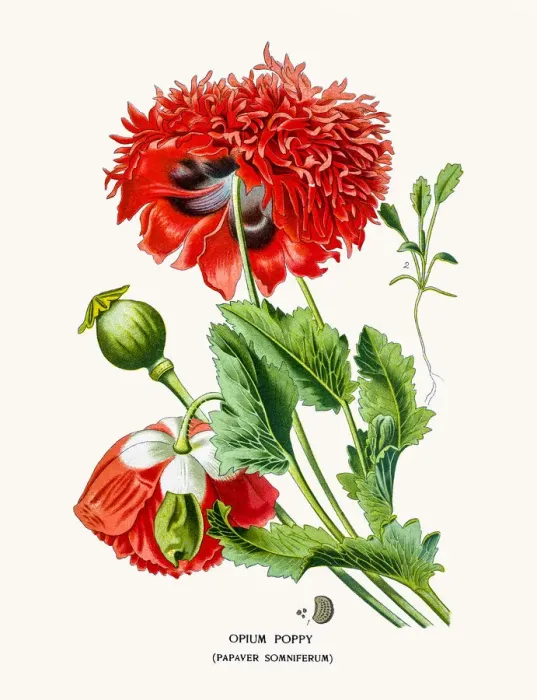 Framed Print : Opium Poppy Framed Print : Opium Poppy