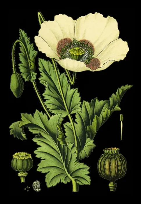 Framed Print : opium poppy Framed Print : opium poppy