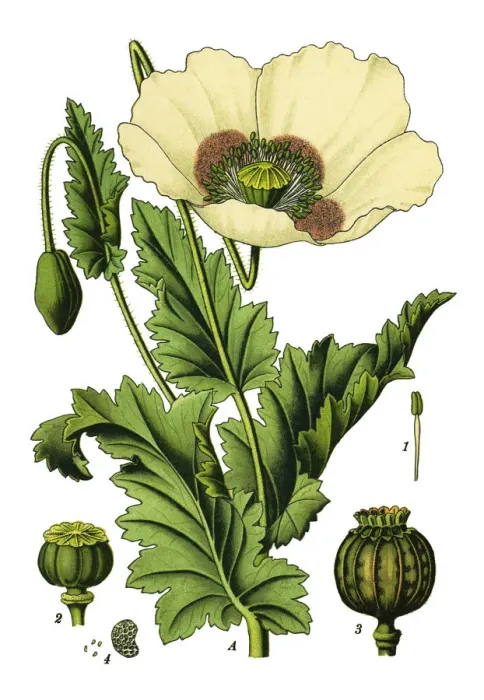 Framed Print : opium poppy