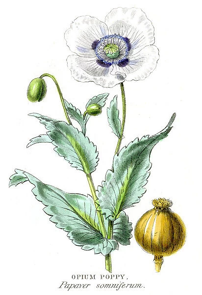 Opium poppy botanical engraving 1857