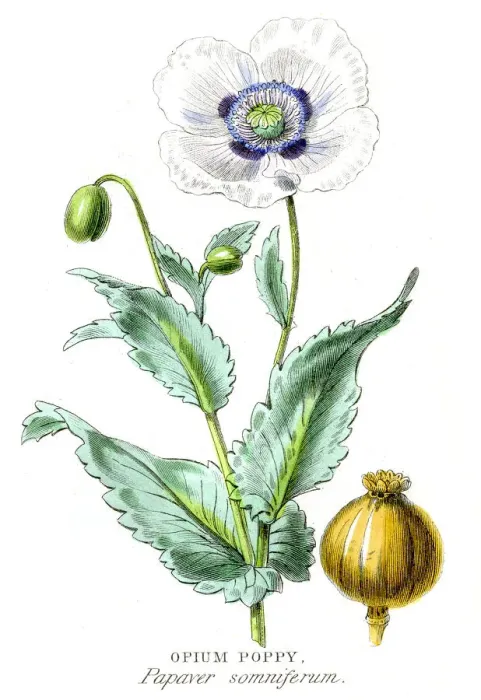 Framed Print : Opium poppy botanical engraving 1857