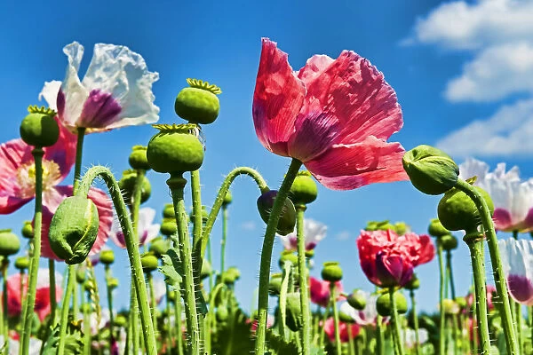 Opium Poppy -Papaver somniferum-, flowers and flower buds