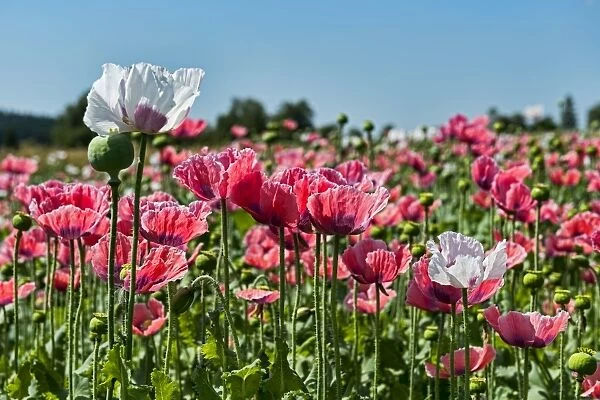 Opium Poppy -Papaver somniferum-, flowers and flower buds