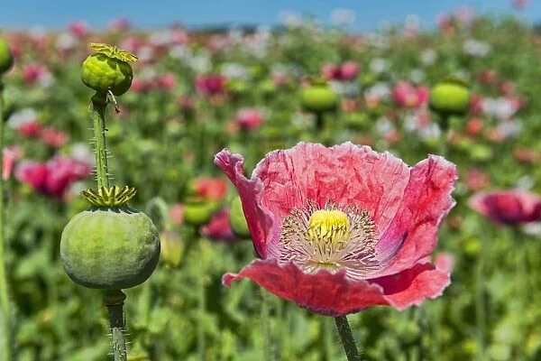 Opium Poppy -Papaver somniferum-, flower and flower buds