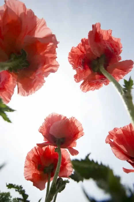 Framed Print : Opium Poppy -Papaver somniferum- Framed Print : Opium Poppy -Papaver somniferum-