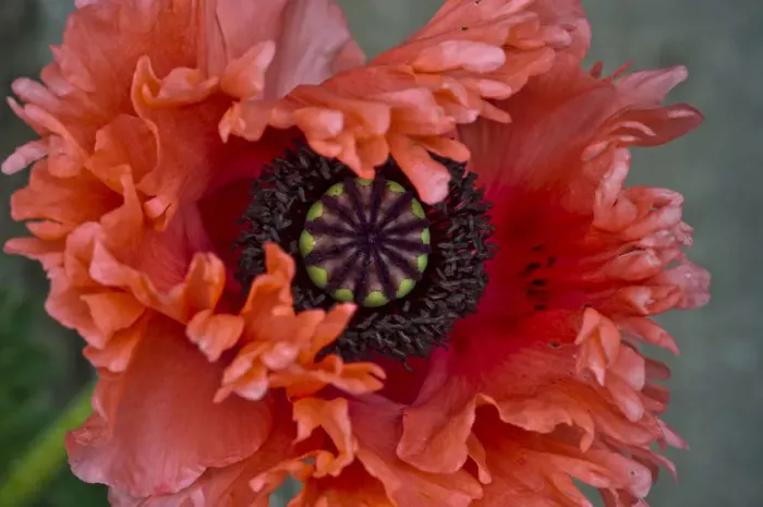 Framed Print : Opium Poppy -Papaver somniferum- Framed Print : Opium Poppy -Papaver somniferum-