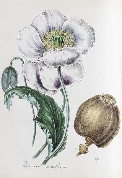 Opium poppy (Papaver somniferum), from Plantae Utiliores or Illustrations of useful plants