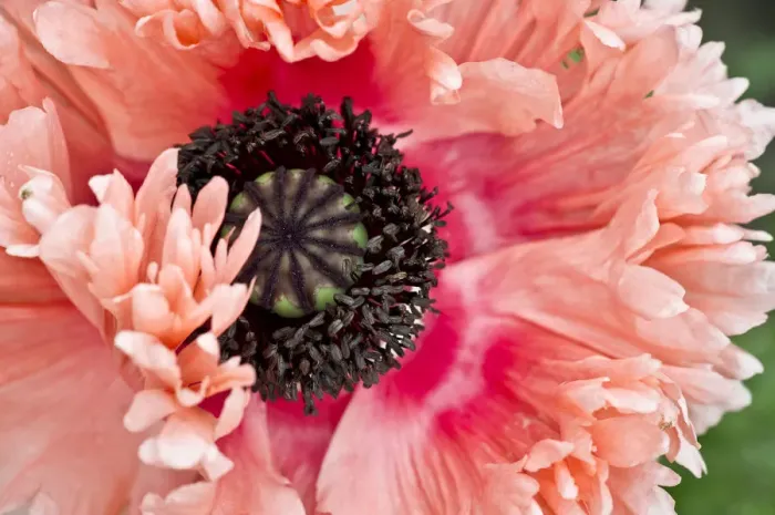 Framed Print : Opium poppy -Papaver somniferum-, blossom