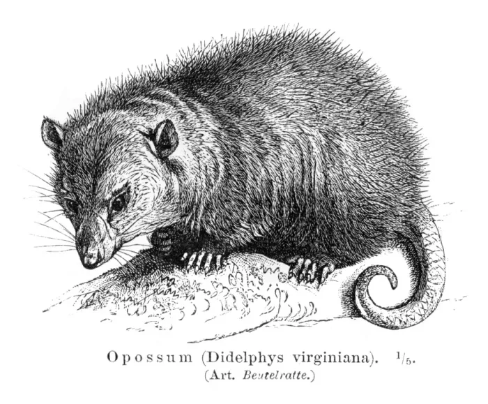 Framed Print : Opossum engraving 1895