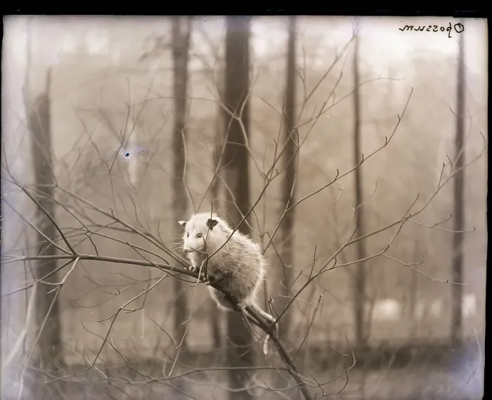 Framed Print : An Opossum In A Tree Framed Print : An Opossum In A Tree
