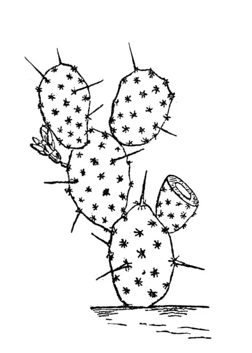 Framed Print : Opuntia ficus-indica (Indian fig opuntia, Barbary fig, cactus pear, spineless cactus, prickly pear) Framed Print : Opuntia ficus-indica (Indian fig opuntia, Barbary fig, cactus pear, spineless cactus, prickly pear)
