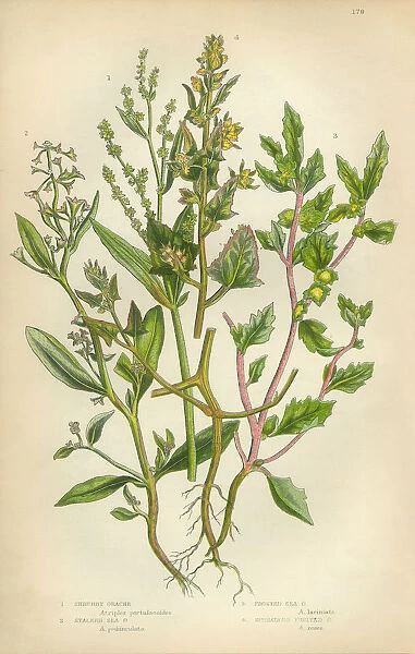 Orache, Atriplex, Saltbush, Victorian Botanical Illustration