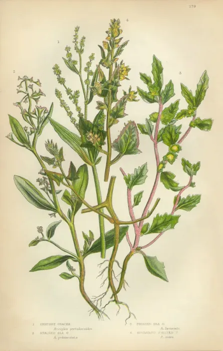 Framed Print : Orache, Atriplex, Saltbush, Victorian Botanical Illustration Framed Print : Orache, Atriplex, Saltbush, Victorian Botanical Illustration