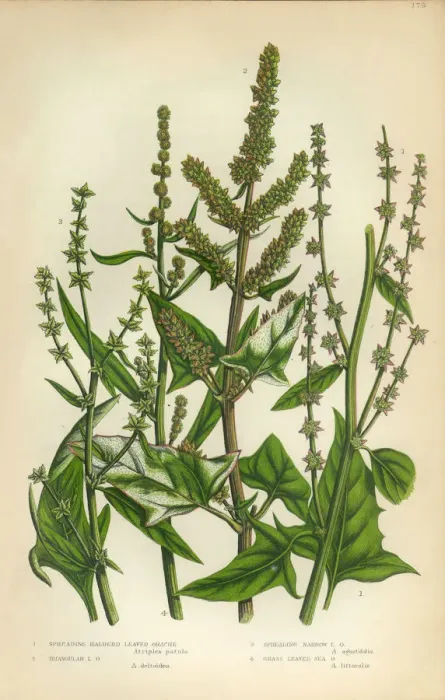 Framed Print : Orache, Atriplex, Saltbush, Victorian Botanical Illustration