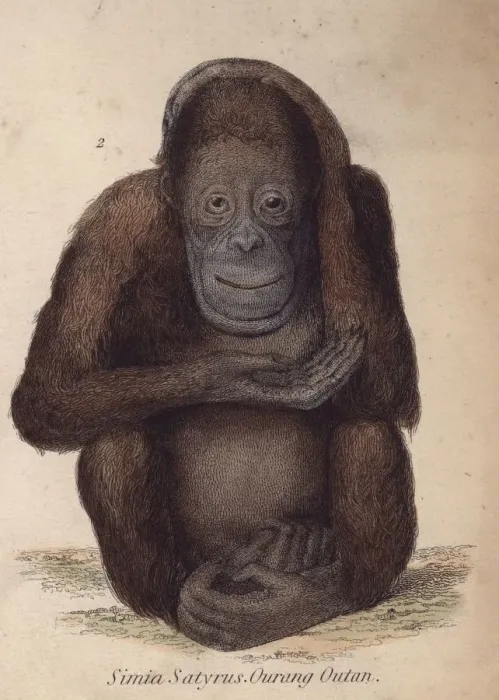 Framed Print : Orang-Utan Framed Print : Orang-Utan