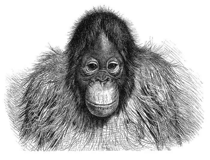 Framed Print : Orang-Utan illustration 1896 Framed Print : Orang-Utan illustration 1896