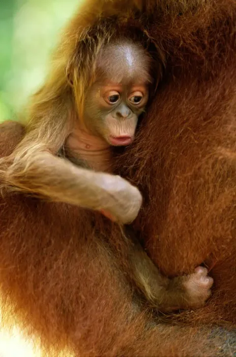 Framed Print : Orang Utan Infant (Pongo Pygmaeus) Held By Mother, Close-up Framed Print : Orang Utan Infant (Pongo Pygmaeus) Held By Mother, Close-up