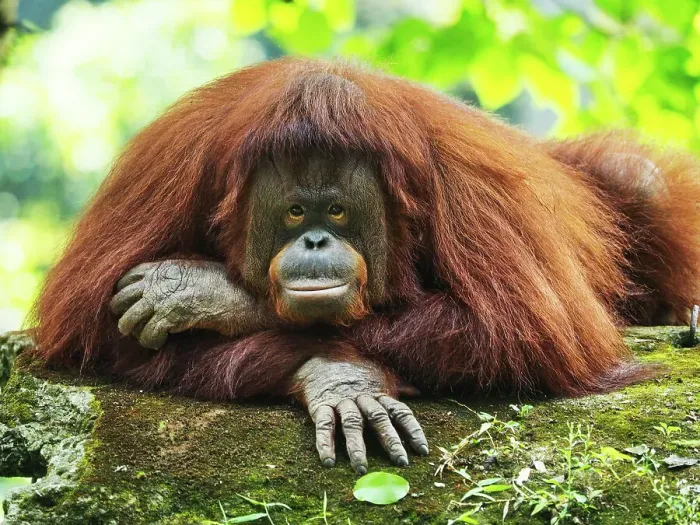 Framed Print : Orang Utan Kalimantan looking at camera Framed Print : Orang Utan Kalimantan looking at camera