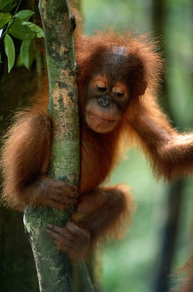 Orang utan (Pongo pygmaeus) on branch of tree, Gunung Leuser N. P, Indonesia