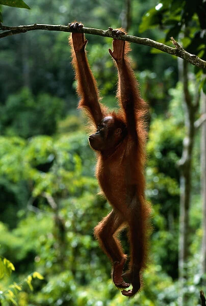 Orang utan (Pongo pygmaeus) hanging from branch, Gunung Leuser N. P, Indonesia