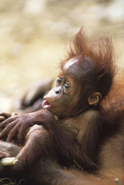 Orang-utan (Pongo pygmaeus) holding young, close-up, Gunung Leuser National Park, Indonesia