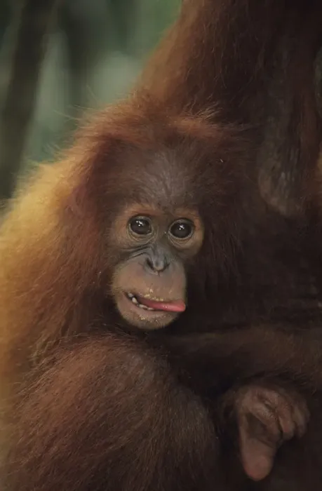 Framed Print : Orang-utan (Pongo pygmaeus) holding young, Gunung Leuser National Park, Indonesia Framed Print : Orang-utan (Pongo pygmaeus) holding young, Gunung Leuser National Park, Indonesia