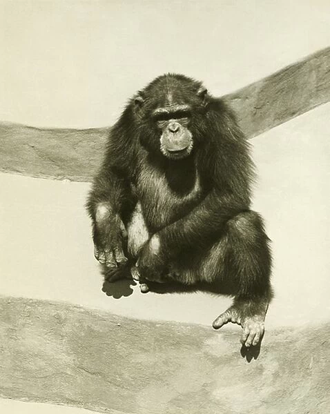 Orang-utan sitting on artificial rock, (B&W)