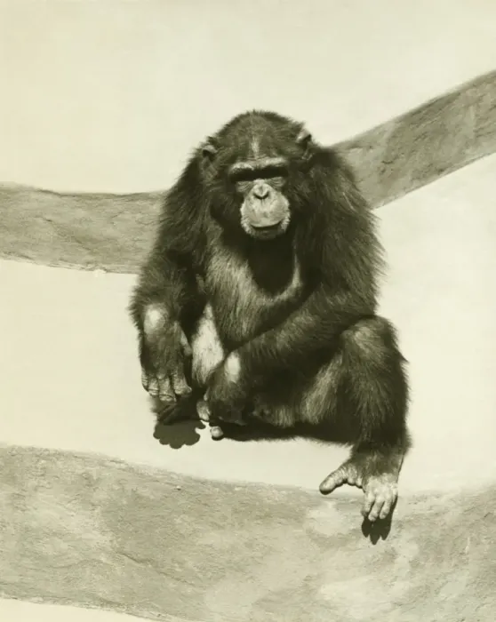 Framed Print : Orang-utan sitting on artificial rock, (B&W) Framed Print : Orang-utan sitting on artificial rock, (B&W)