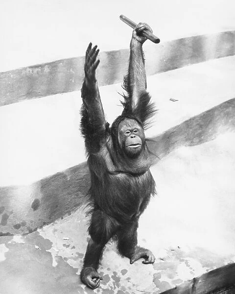 Orang-utan standing on steps, raising hands with stick, (B&W)