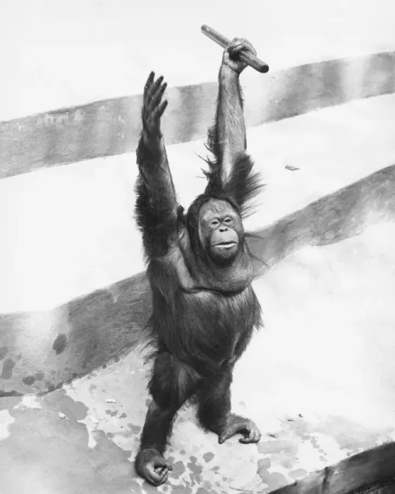Framed Print : Orang-utan standing on steps, raising hands with stick, (B&W) Framed Print : Orang-utan standing on steps, raising hands with stick, (B&W)
