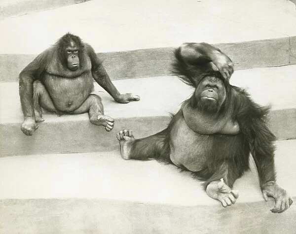 Two orang-utans sitting on steps, (B&W)