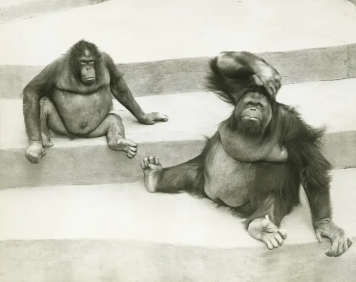 Framed Print : Two orang-utans sitting on steps, (B&W) Framed Print : Two orang-utans sitting on steps, (B&W)