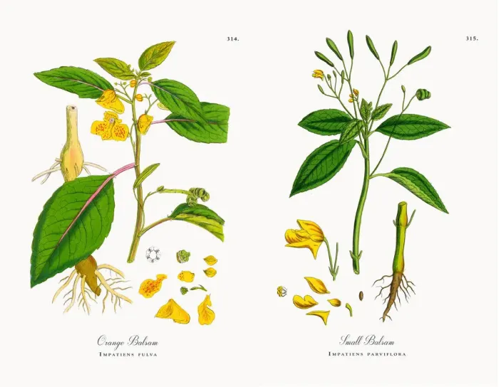 Framed Print : Orange Balsam, Impatiens fulva, Victorian Botanical Illustration, 1863 Framed Print : Orange Balsam, Impatiens fulva, Victorian Botanical Illustration, 1863