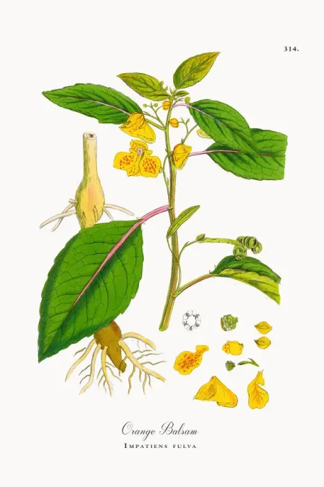 Framed Print : Orange Balsam, Impatiens fulva, Victorian Botanical Illustration, 1863 Framed Print : Orange Balsam, Impatiens fulva, Victorian Botanical Illustration, 1863