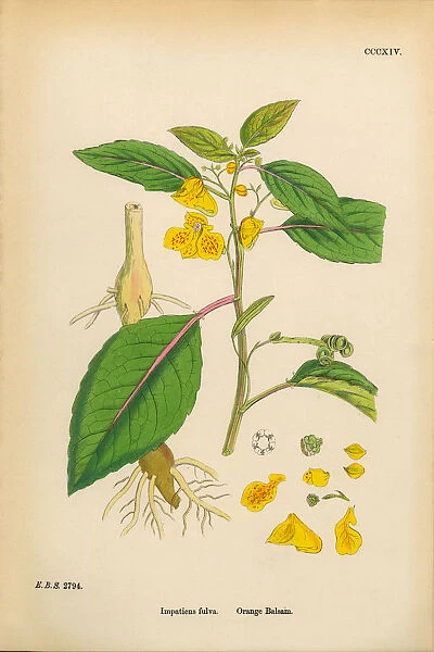 Orange Balsam, Impatiens fulva, Victorian Botanical Illustration, 1863