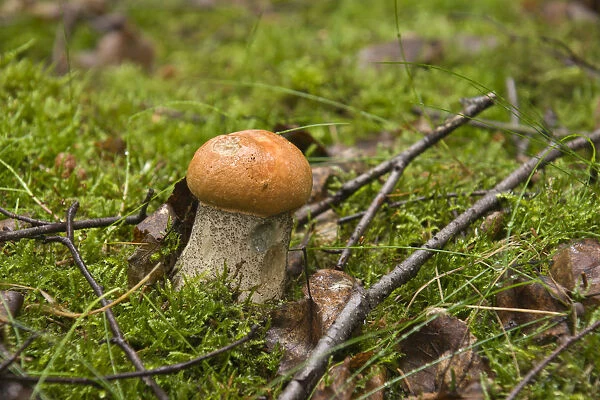 Orange Birch Bolete mushroom (Leccinum versipelle)