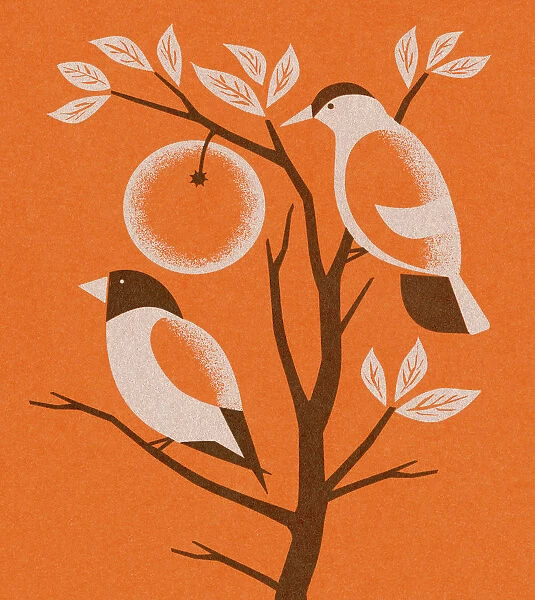 Orange Two Birds in Tree